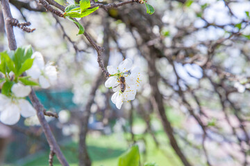 Honeybee on white flower of apple tree collecting pollen and nectar to make sweet honey with...