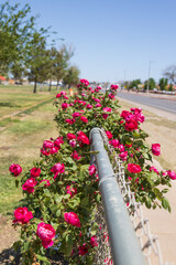 Red roses growing on chain link fence
