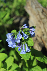 Virginia bluebells at St. Paul Woods in Morton Grove, Illinois with a log in the background
