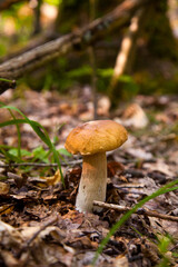 Boletus mushroom in the wild. Porcini mushroom grows on the forest floor at autumn season..