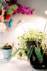 Potted plants and flowers are growing inside using a small grow light 