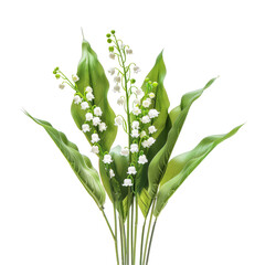 Obraz premium A cluster of delicate lilies of the valley blooms stands out against a transparent background