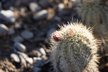 Flower buds on barrel cactus