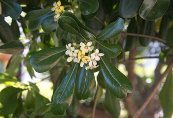Blossom of pittosporum tobira, Australian laurel, Japanese pittosporum, mock orange, Japanese cheesewood