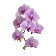 A stunning light magenta phalaenopsis orchid stands out beautifully against a transparent background