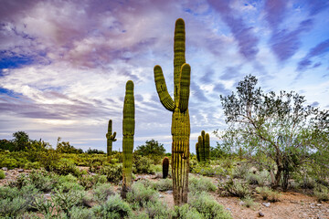 Saguaro cactus stand tall in the Phoenix Arizona desert at dusk