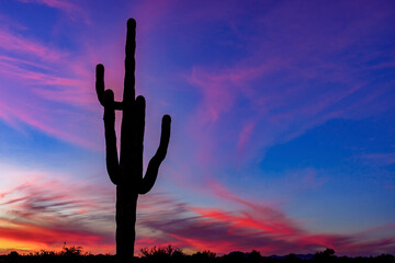 Silhouette of a saguaro cactus at dusk with a beautiful sunset near Phoenix Arizona desert