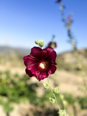 Cyprus Flower