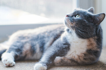 gray cat on the floor