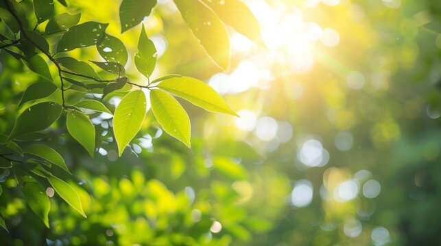 Defocused Forest Canopy The le of sunlight peeking through the branches of trees blurring into a soft green canopy that envelops the viewer in a peaceful natural setting. .