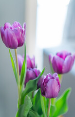 Purple Tulips