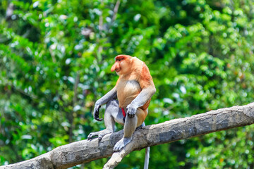 proboscis monkey or nasalis larvatus