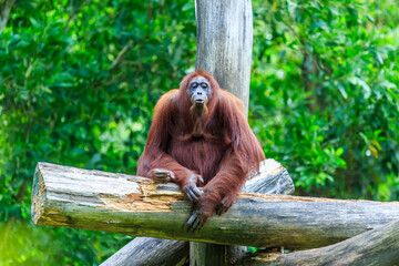 orangutans or pongo pygmaeus is the only asian great found on the island of Borneo and Sumatra © Yusnizam Yusof