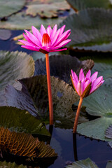 Two beautiful attractive pink lotus - unique pattern of petals and leaves