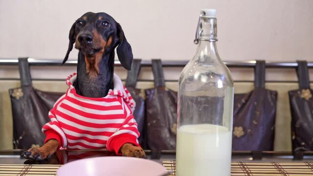 Adorable dachshund sits at table with bottle of milk and plate. Purebred animal in striped jumper barks expressing desire for tasty meal