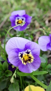 A captivating close-up video of a pansy flower in full bloom. The flower features velvety purple petals with a bright yellow center, showcasing its delicate beauty in stunning detail.