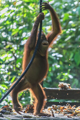 orangutans or pongo pygmaeus is the only asian great found on the island of Borneo and Sumatra