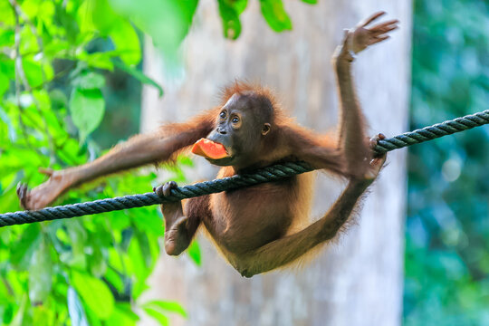 orangutans or pongo pygmaeus is the only asian great found on the island of Borneo and Sumatra