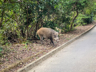 Serene Encounter with a Wild Boar on a Forest Trail