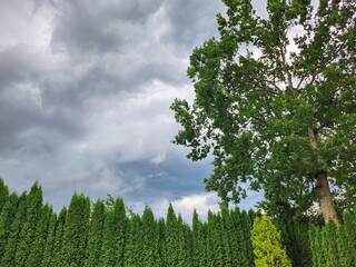 Fototapeta premium A majestic green tree with abundant foliage stands tall against a dramatic sky. In the background, an evergreen hedge adds depth to the scene, creating a harmonious blend of nature and structure.