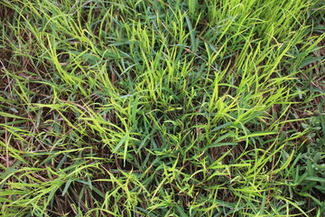 Grass field landscape