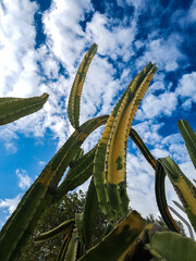 A large mandacaru plant in green and yellow colors with a beautiful blue sky in the background