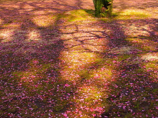 紅梅の花びら散る早春の日本庭園風景