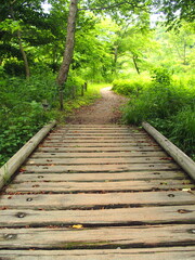 Obraz premium 新緑の林と木道のある初夏の21世紀の森と広場風景