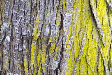 The bark of a tree is covered in green moss and has a yellowish tint