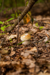 Single Boletus mushroom in the wild. Porcini mushroom grows on the forest floor at autumn season..