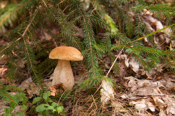 Porcini mushroom growing in pine tree forest at autumn season..