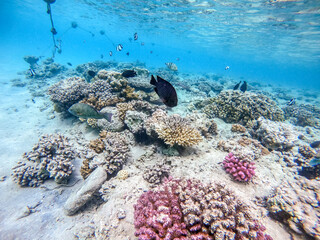 Shoal of differend kinds of the fish -  sailfin tang, Longnose Parrotfish, Picasso trigger, Birdmouth wrasse, Klunzingerwrasse and other tropical fish swimming at the coral reef in the Red Sea..
