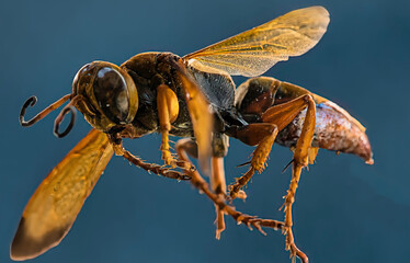 Will I'll BEE