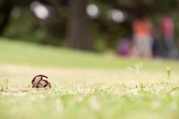 A small pine cone like a ball is sitting on the grass