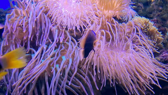 Underwater tropical clownfish and red Sea anemone flowing in saltwater aquarium current at jakarta aquarium Indonesia