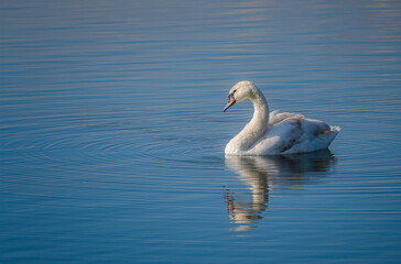 Image of a Mute Swan (Cygnus olor) on blue lake water.