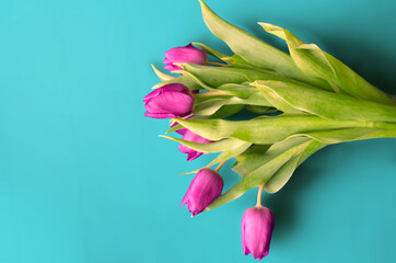Fresh flower composition, bouquet of bi color tulips