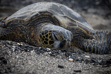 Photography of a Green turtle on volcanic sand beaches of Hawaii, Turtle photos, reptile...