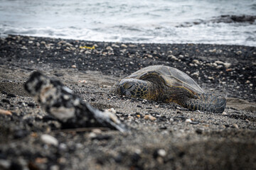 Photography of a Green turtle on volcanic sand beaches of Hawaii, Turtle photos, reptile...
