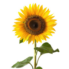 A sunflower standing proudly against a clear transparent background © TheWaterMeloonProjec