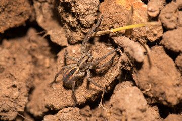 Wolf spiders are members of the family Lycosidae. They are robust and agile hunters with excellent eyesight. They live mostly in solitude, hunt alone, and usually do not spin webs.