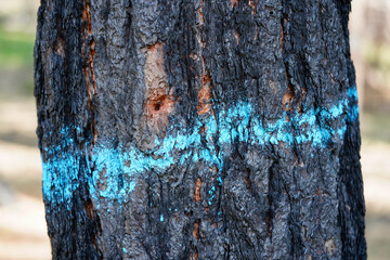 Burnt dead tree from wildfire with blue  mark.  