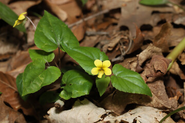 Looking down on the yellow flowers and pointed green leaves of a Halberd-leaved Violet, Viola hastata. 
