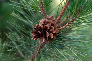 Close-up of the pine cones on the branch