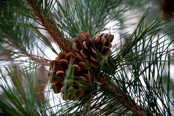 Close-up of the pine cones on the branch