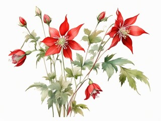 Small bouquet of Aquilegia (columbine)  red flowers, isolated on white.  Watercolor painting clip art