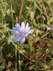 cichorium intybus flower or Chicory flower with stamens  in the garden. Chicory flower pattern 
