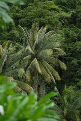 Tall coconut trees in the rain