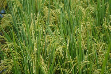 Fototapeta premium Rice field in countryside of indonesia