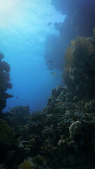 Underwater photo of a coral reef. From a scuba dive in the Red Sea in Egypt. 